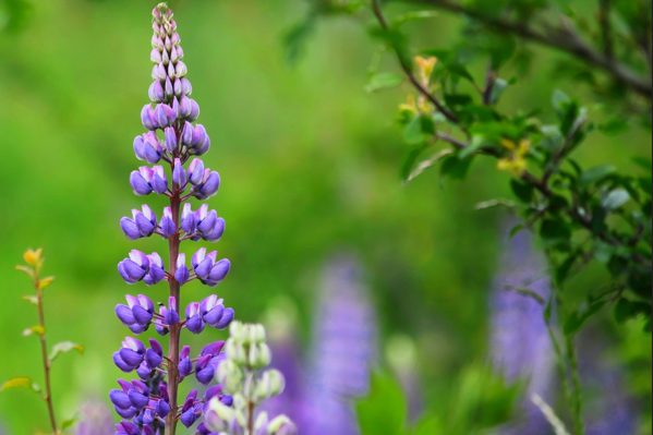 Wunderschöne Natur in der Eifel Lila Lupinenblüten vor unscharfem grünen Hintergrund.
