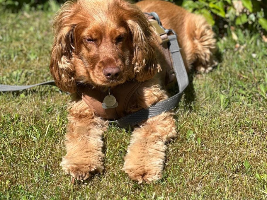 Urlaub mit Hund Brauner Cocker Spaniel liegt auf grünem Gras